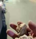 ���������衿��ͷ��İ����Ҫ���ӣ������������